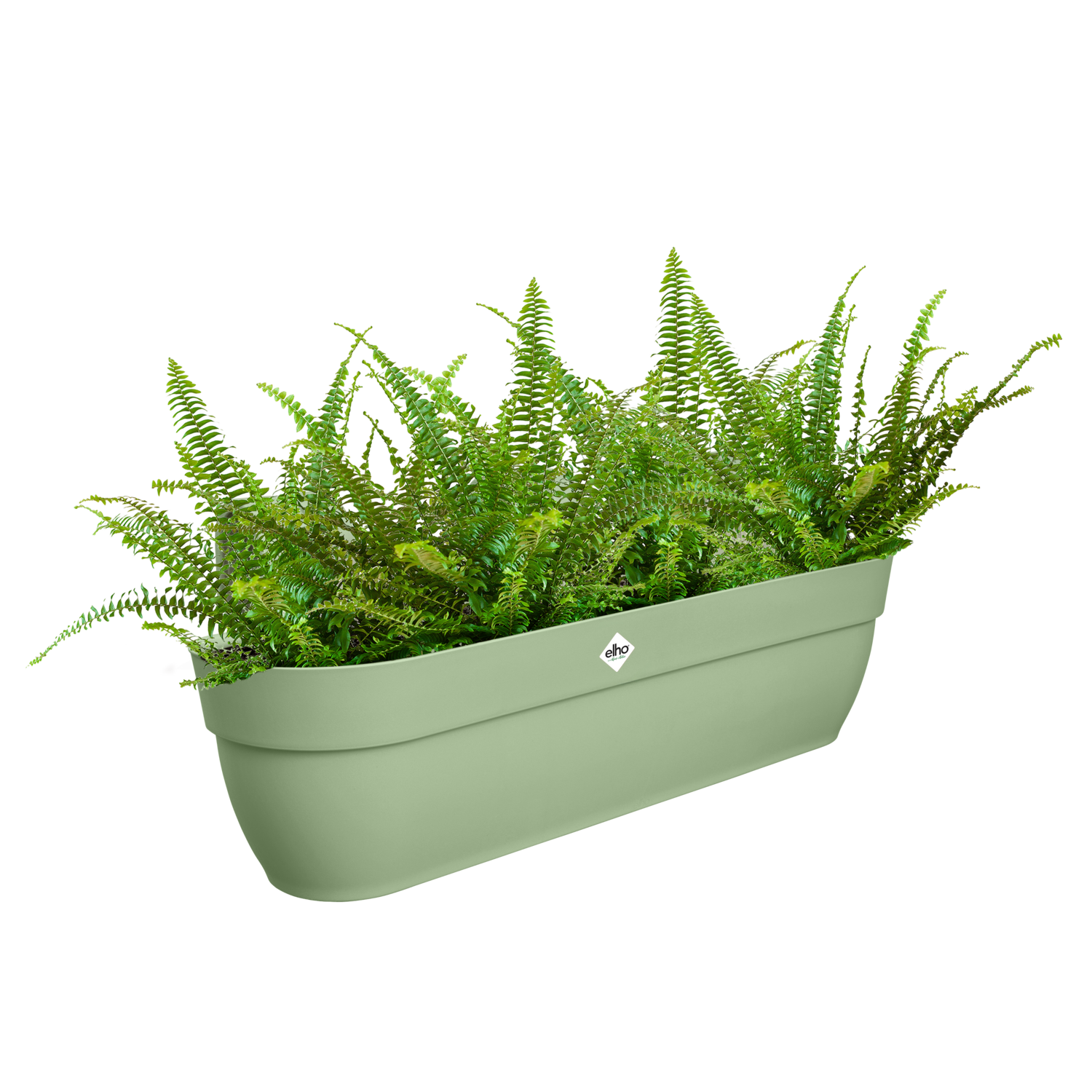 True Life】 Botanical 【Ebi Natural Evergreen | Blend Mushroom 7 Organic Goodness その他観葉植物